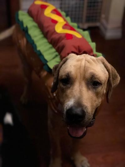 Who is the Goodest Boi?