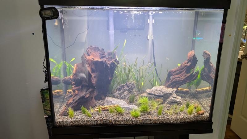 Cholla wood in planted tank