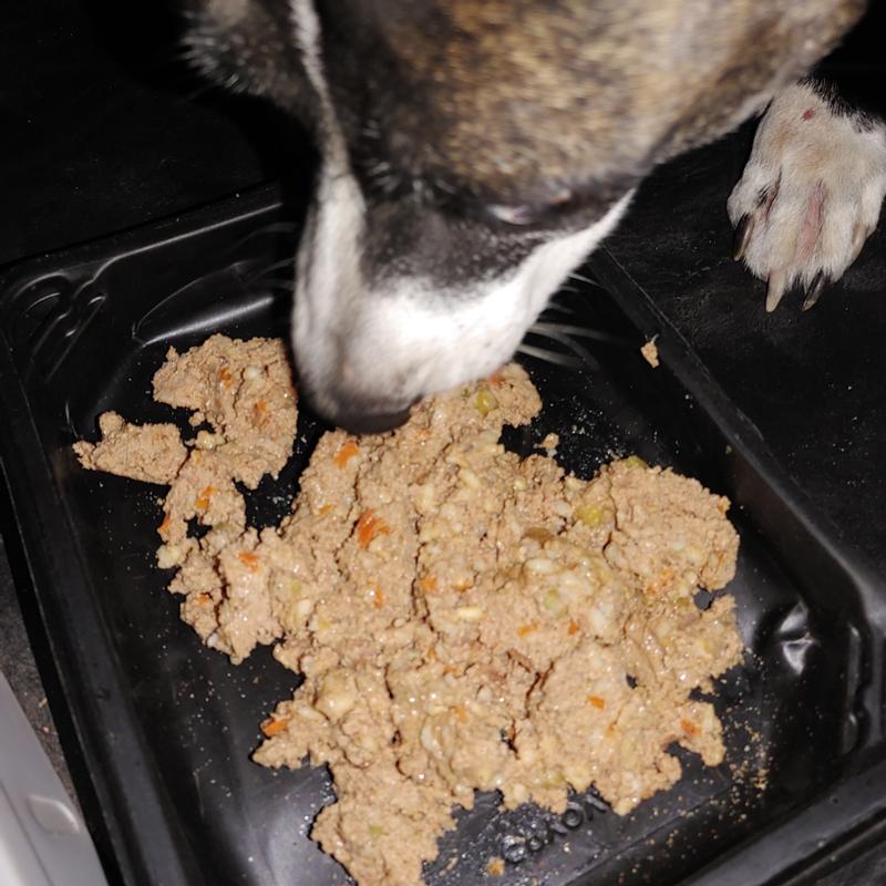 Princess taking her first bite of Nutrish Real Chicken & Apple Recipe Whole Health Blend Premium Pate Wet Dog Food.