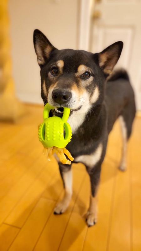 Foot in mouth (via treat holder)