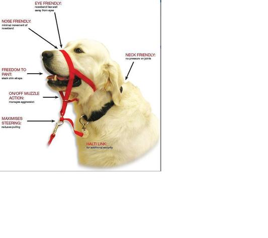 Halti dog clearance collar size chart