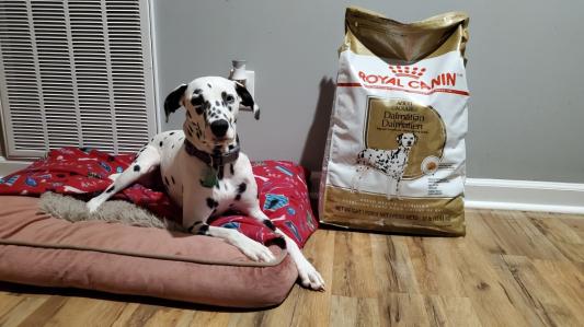 Royal canin dalmatian dog hot sale food