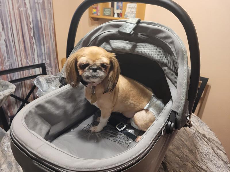 PERFECT CAR SEAT!! She isn't scared in it! She normally hates car seats or booster seats! But she likes this seat! I like that you can seatbelt it in your vehicle and it stays perfectly still in the car! It is heavy duty!!