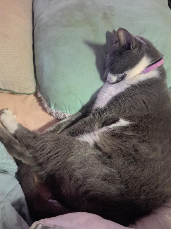 Fish E. Kitty is unbothered as usual.