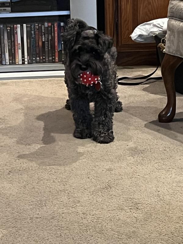 She Carrie’s her ball everywhere.