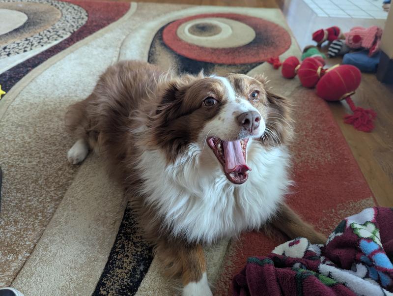 I love every Chewy Delivery