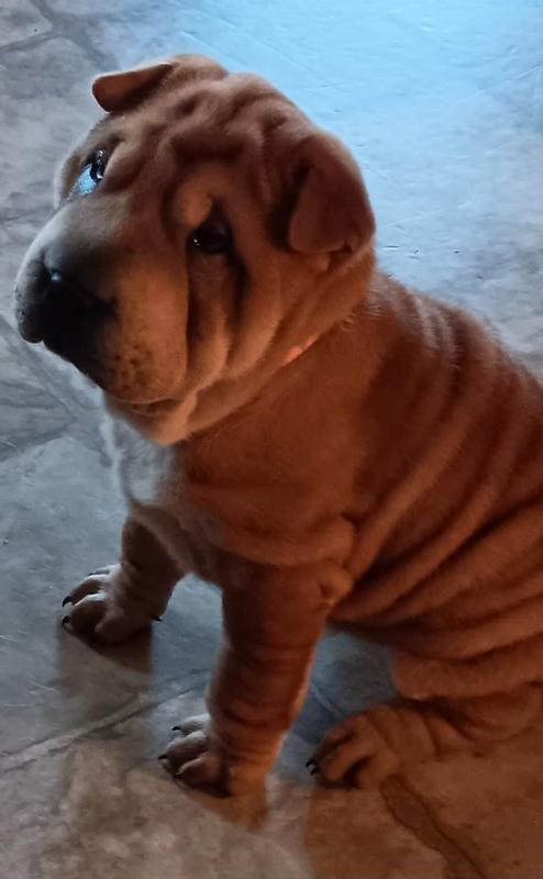 Sophie the Shar pei