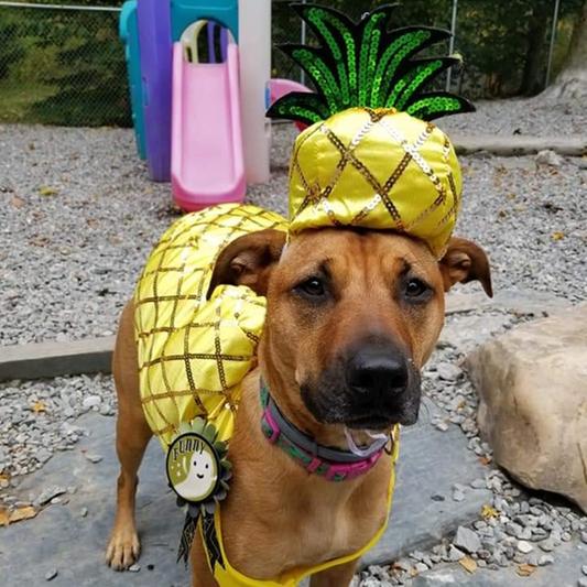 Pineapple costume for outlet dog