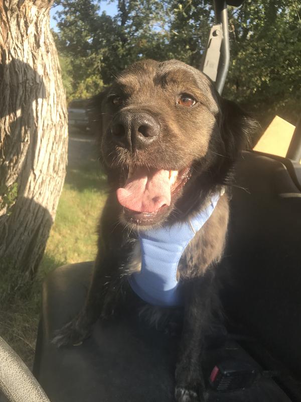 Product and senior animals using product