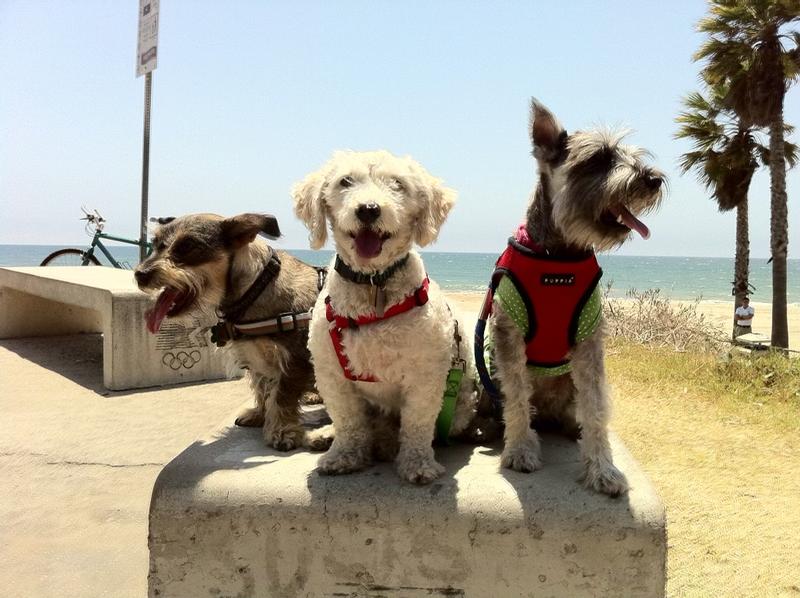 Scotti on Left Capten Middle