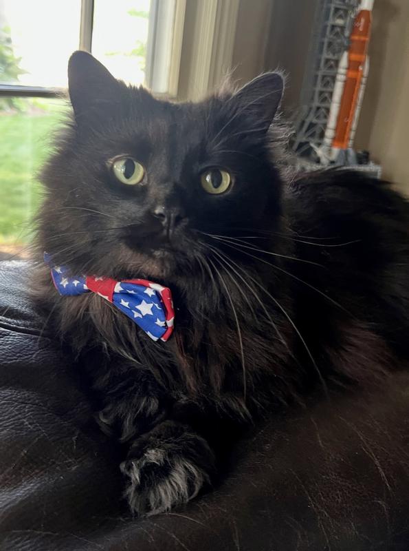 Fits great on a medium-sized kitty.