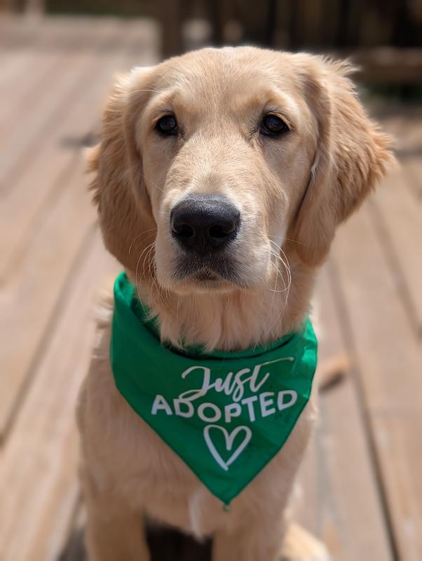 Hannah is a sweetheart and loves her 8 year old Golden, named Bella.