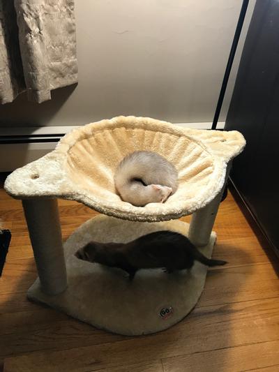 Out of Stock - GO PET CLUB 18-in Faux Fur Cat Tree, Gray - Chewy.com