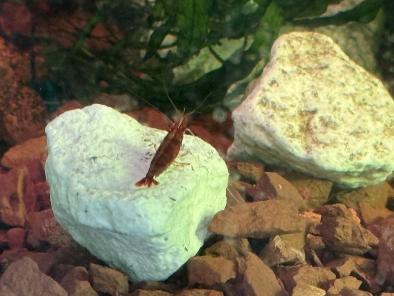 One of my shrimp investigating the rock and possibly eating it.  I put two rocks into a 20 gallon tank and the shrimp and fish are fine.
