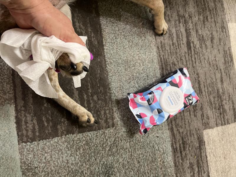 Miss Piper getting her paws cleaned post walk