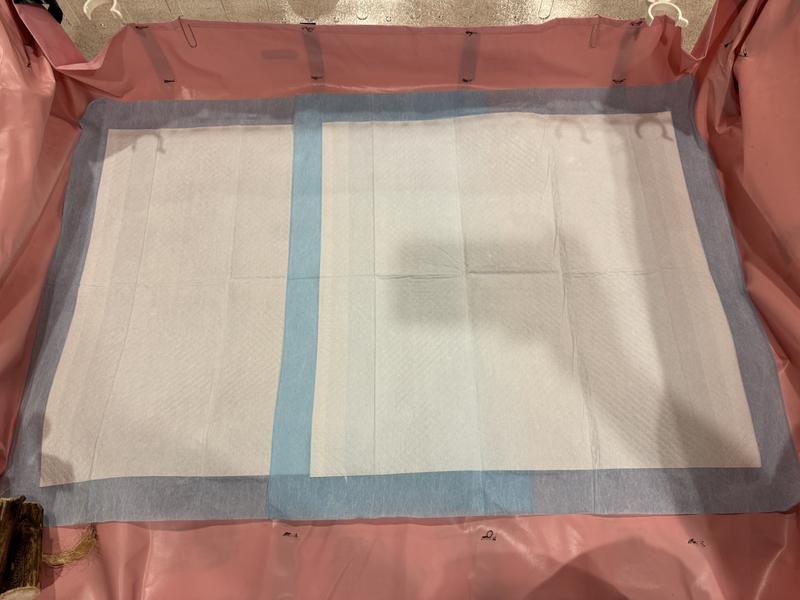 Let’s see how it works for Guinea pigs