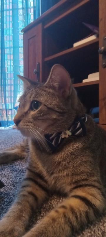 Sir Purrcival is very stylish