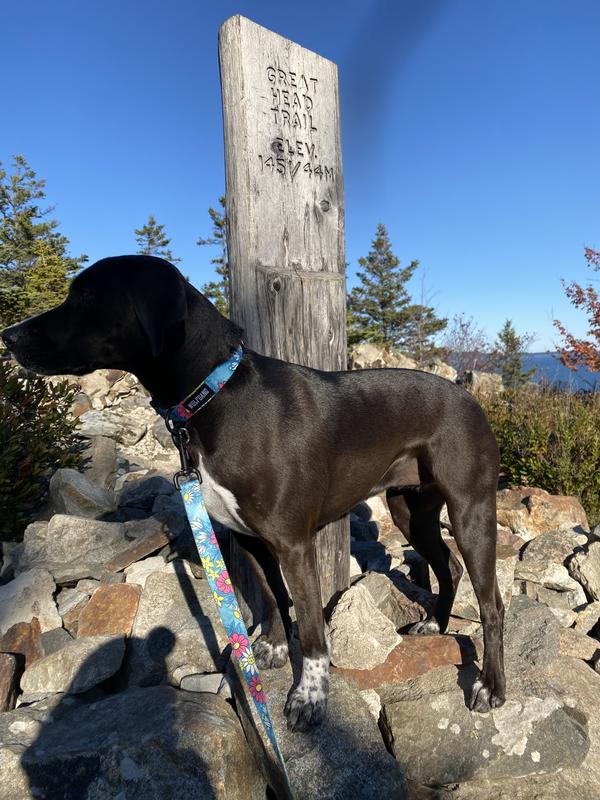 Proudly Pointing / first mountain summit