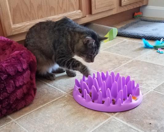 Discontinued NORTHMATE Catch Interactive Cat Feeder Purple Chewy