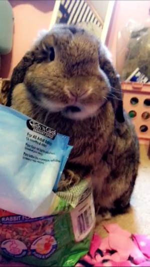 The good life! Thanks, Chewy!