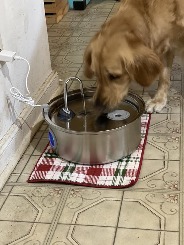 Khaleesi quickly learned the new fountain.