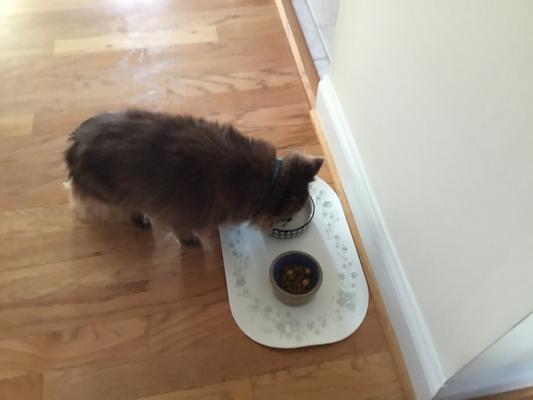 Rusty enjoying his breakfast of beef flavor Caesar.