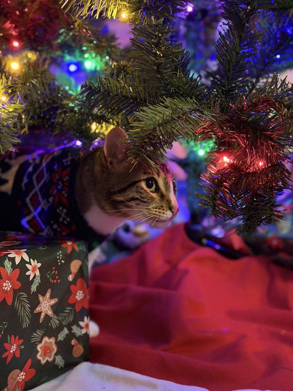 Pocket wearing his sweater under the Christmas tree