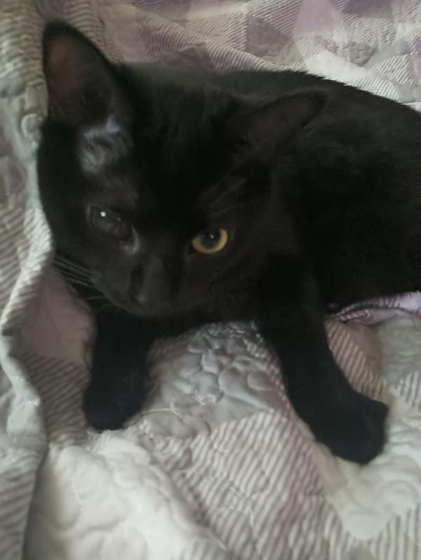 He's a beautiful black.