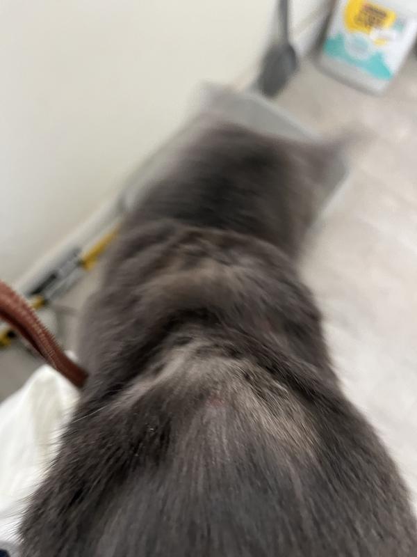 Round lesions have turned purple which is also a characteristic sign of ringworm