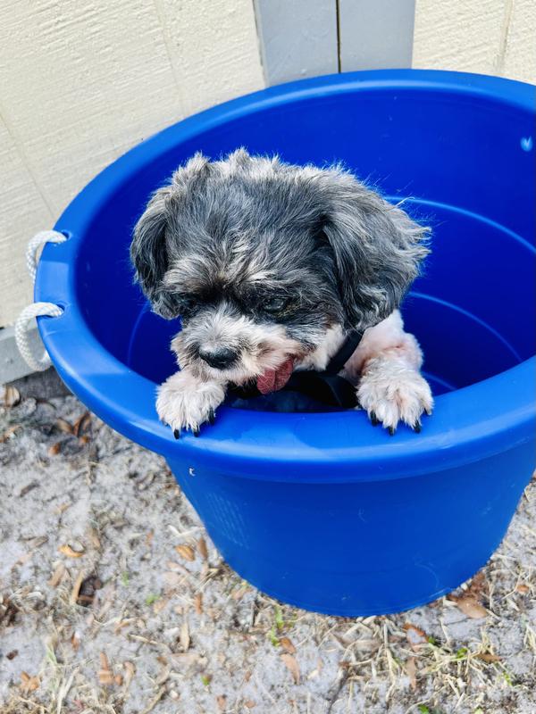 Franklin is concerned that this could be his new bathtub!