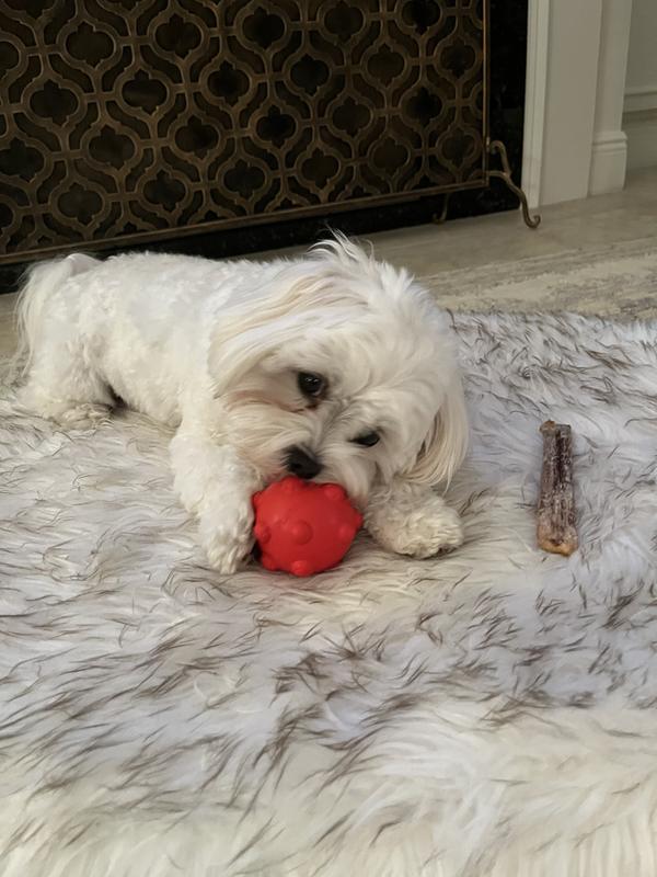 A little mid-day chew
