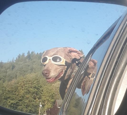 Cool dog riding in style