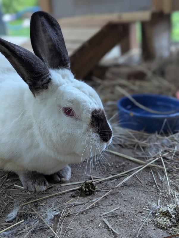 Picture of our bunny with his treat cluster for size