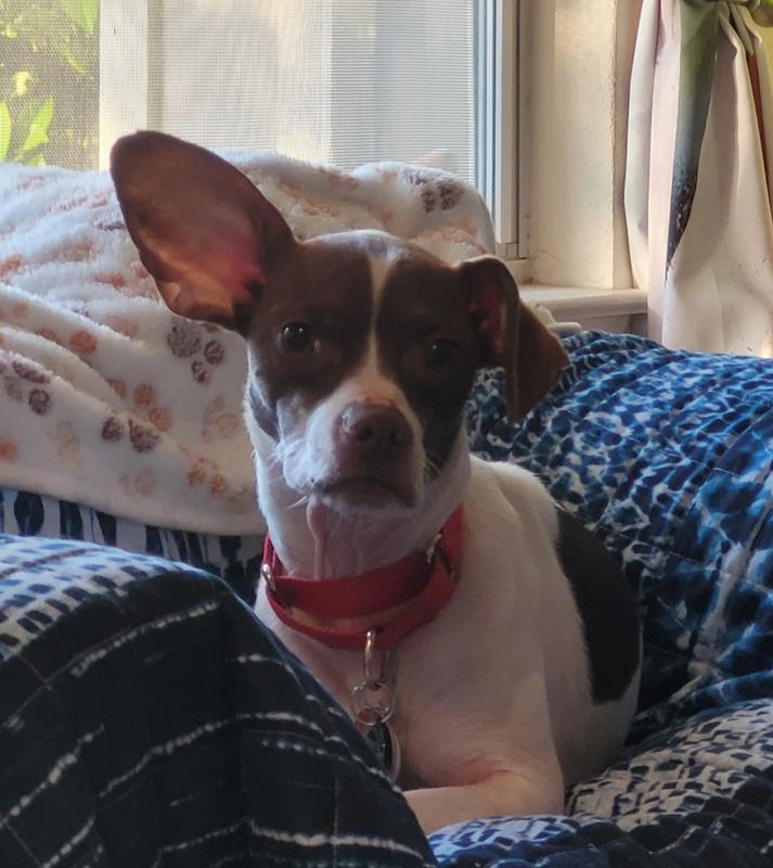 Did I hear, with my big tall ear, a bag open??