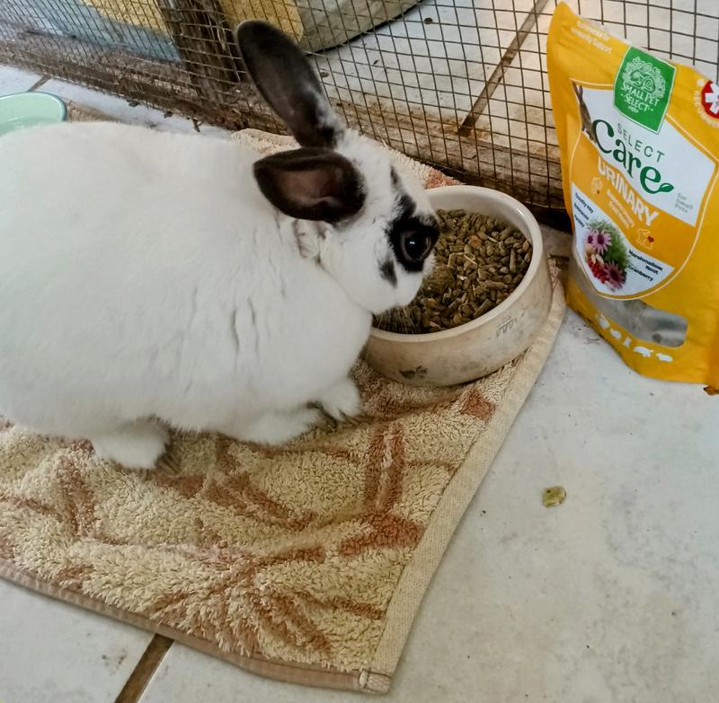 "I smell something different in my bowl