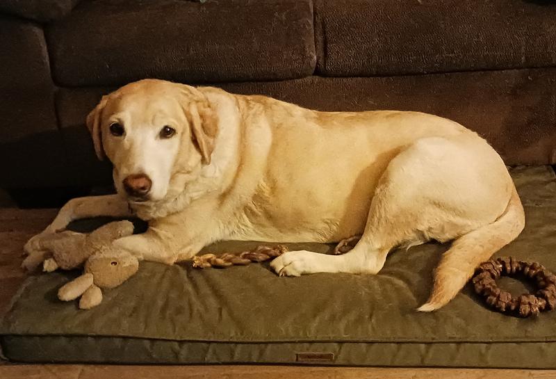Miss Mae Relaxing on Her Bed