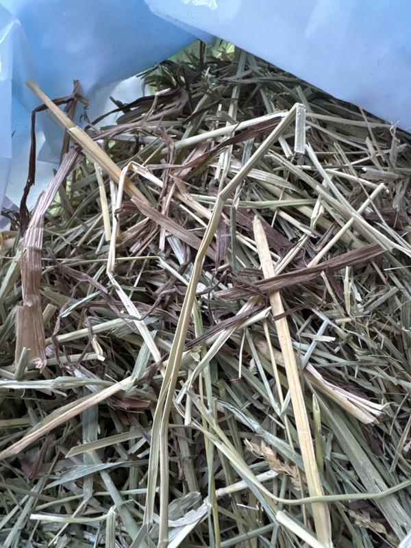 Lots of brown grass some yellowing hay