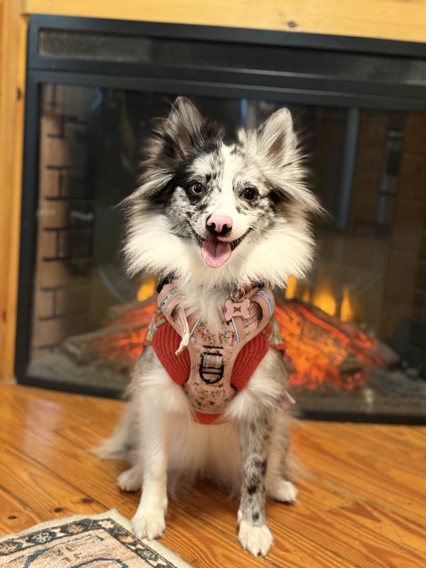 Cricket with a full, fluffy, and healthy coat after being on a fish-based kibble diet with fish oil supplement