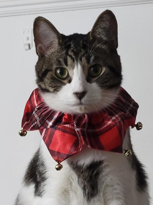 Who's ready to Pawty?