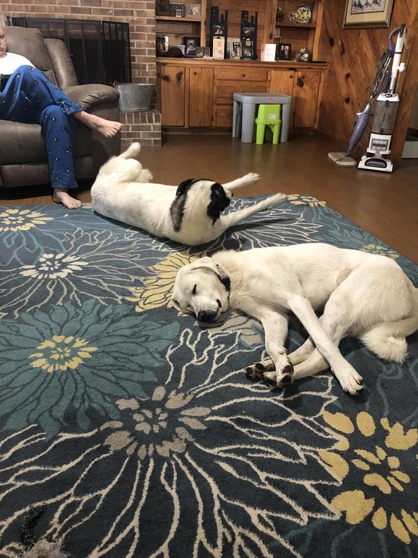 Gentle giants rescue dog food reviews sales