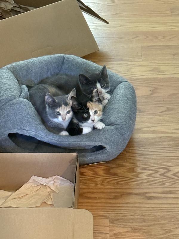 Foster Kittens