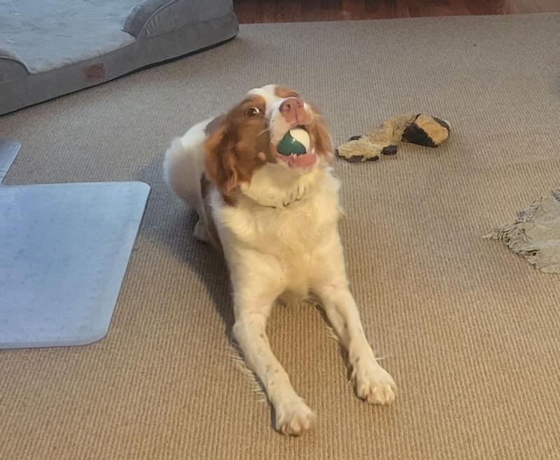 Amber chewing on the TropiClean ball