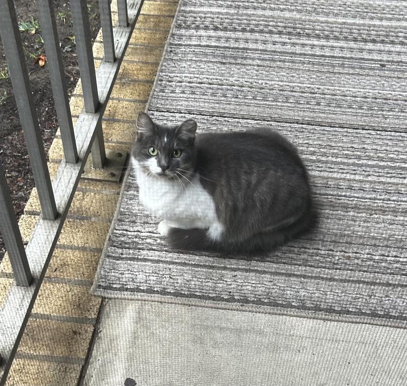 Patio cat "Tony" aka Toto
