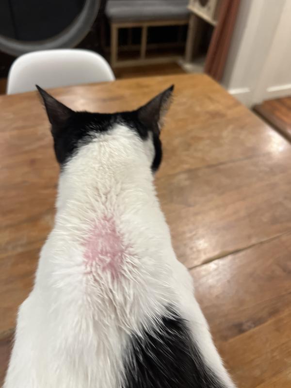 Concerning. I’m sure it works for some cats but several of my cats had a negative reaction to it and I feel awful. Just be aware…