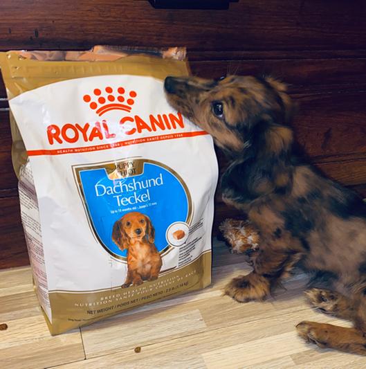 Royal Canin Breed Health Nutrition Dachshund Puppy Dry Dog Food