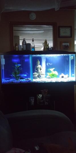 4 foot long 55 gallon.  3 inches substrate