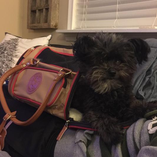 Sherpa element 2024 duffle pet carrier