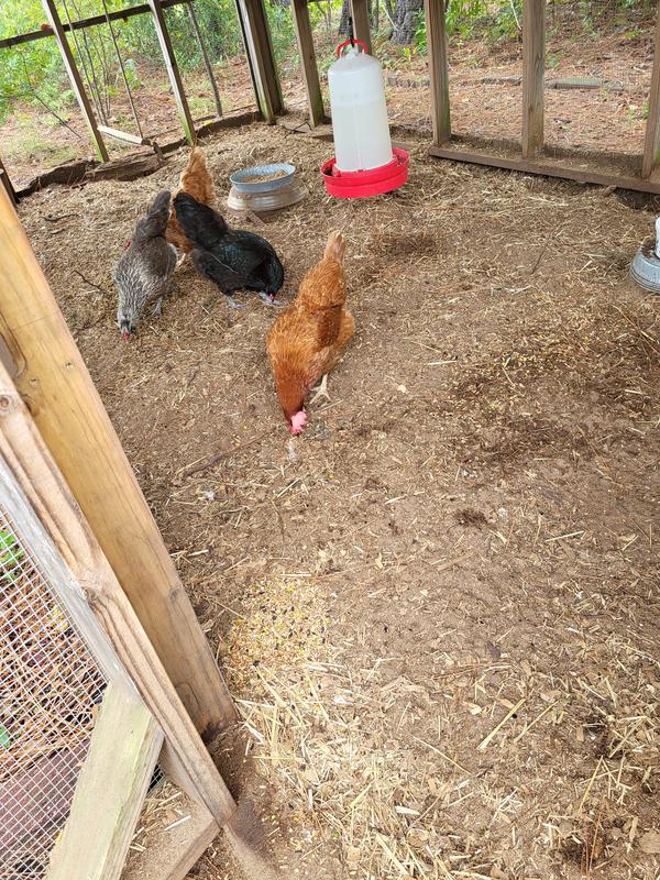 Darla and Miss Crabtree gobbling it up.