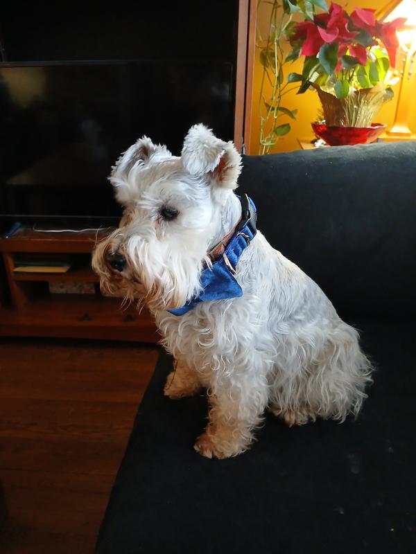 Dapper Dog