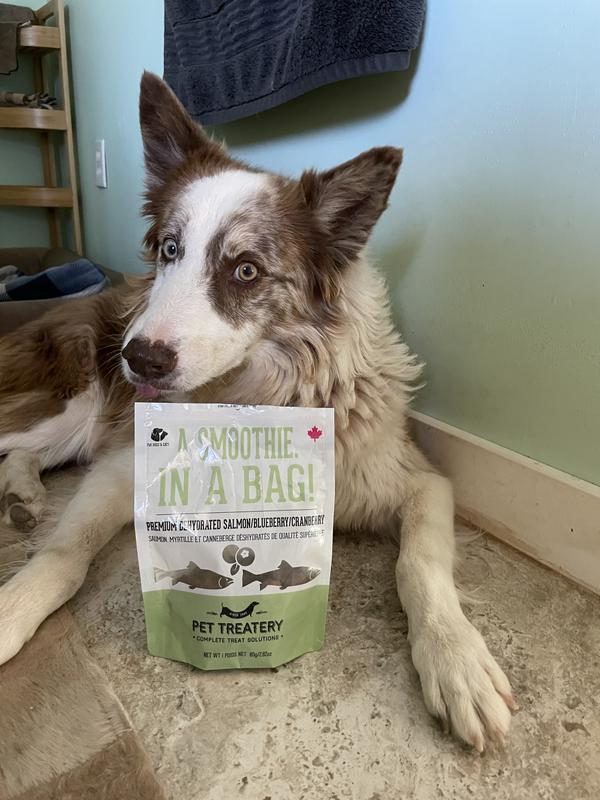 Sixo loves to pose for the camera as long as there's a treat!